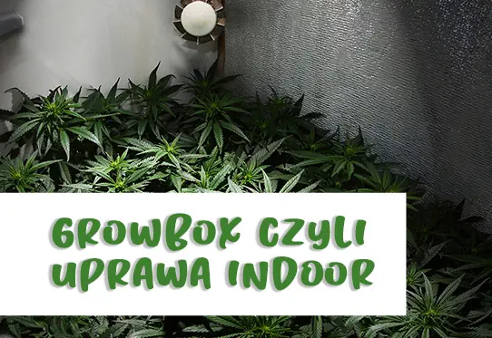 Growboxy - pomieszczenia uprawowe