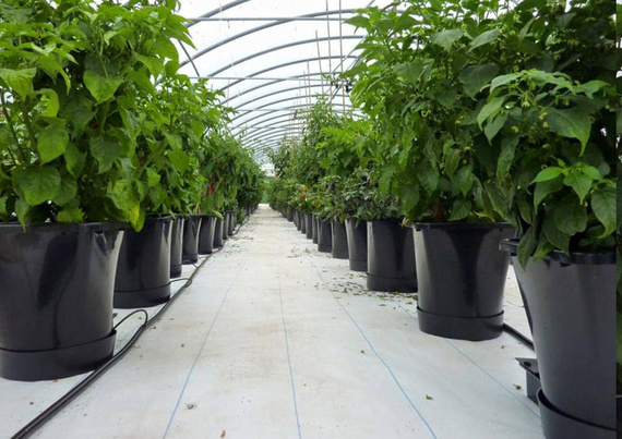 AutoPot  1Pot XL - 8 donic 25L + Zbiornik elastyczny 250L