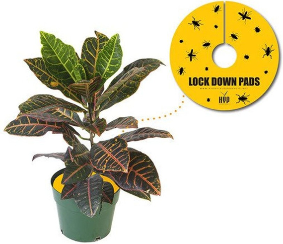 Pułapka owadobójcza Lock Down Pads - 8szt. Ø 15cm