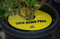 Pułapka owadobójcza LOCK DOWN PADS fi 30CM - 8SZ