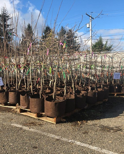 Doniczka okrągła materiałowa z uchwytem Root Pouch