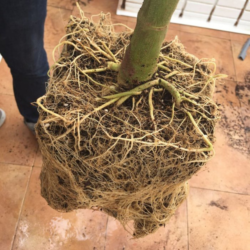 MycoTerra Kraken granulat - biostymulator wzrostu i odporności korzeni 
