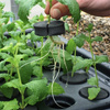 Propagator Nutriculture 120 sadzonek