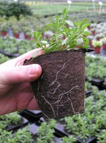Doniczka torfowa kwadratowa 6cm x h6 cm