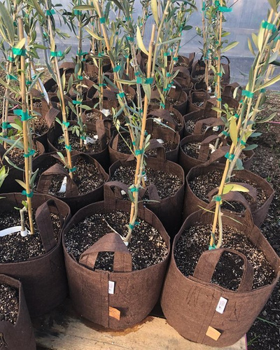 Doniczka okrągła materiałowa z uchwytem Root Pouch