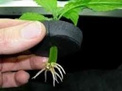  Propagator Nutriculture 20 sadzonek