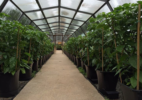 AutoPot  1Pot XL - 36 donic 25L + Zbiornik Flexi Tank 400L