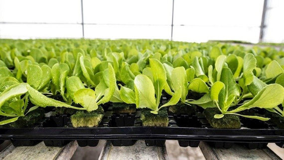 GRODAN wkład, plansza z kostek wełny mineralnej 98szt 3,5x3,5x4cm