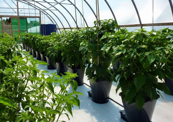 AutoPot  1Pot XL - 80 donica + 750L zbiornik elestyczny