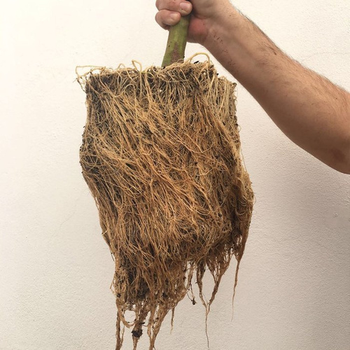 MycoTerra Kraken granulat - biostymulator wzrostu i odporności korzeni