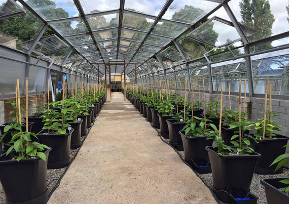 AutoPot  1Pot XL - 8 donic 25L + Zbiornik elastyczny 250L