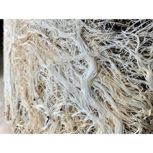 Plant Success Great White Granular One - mikoryza w granulacie