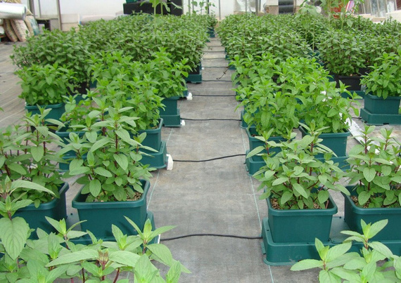 AutoPot Easy2Grow - 6 donic 15L + 47L zbiornik