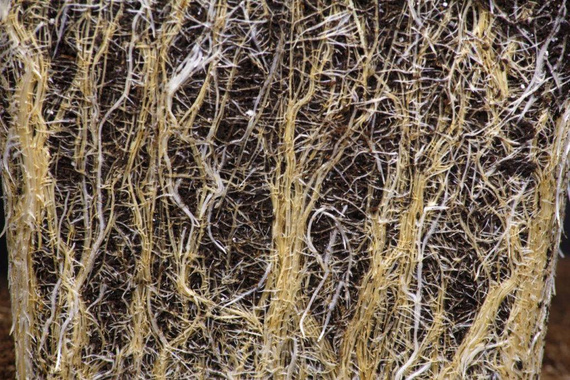 Mikoryza MycoTerra Kraken proszek - biostymulator wzrostu i odporności korzeni 