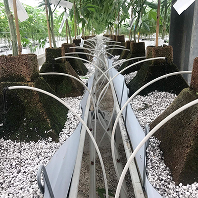 Eazy Plug piramida do wysiewu 4.8L 