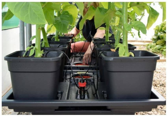 WILMA XXL 16, 115*115*20CM/150L