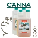 Canna Cogr Vega A+B - wzrost