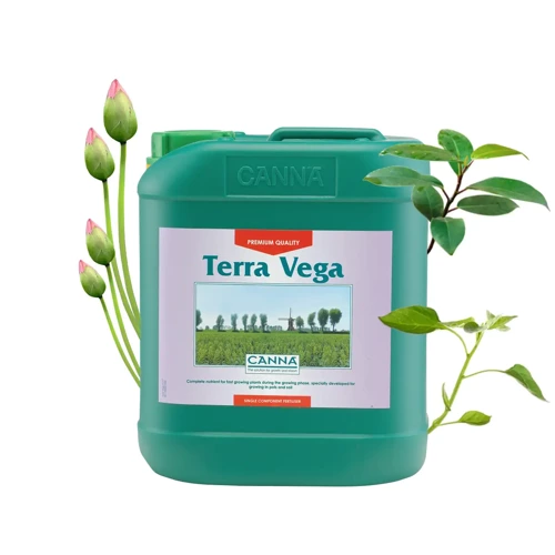Canna Terra Vega - wzrost