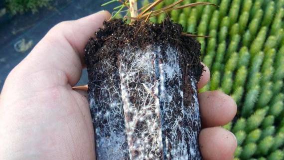 Mikoryza MycoTerra Pandora płyn - ochrania korzenie, stymuluje wzrost i owocowanie roślin