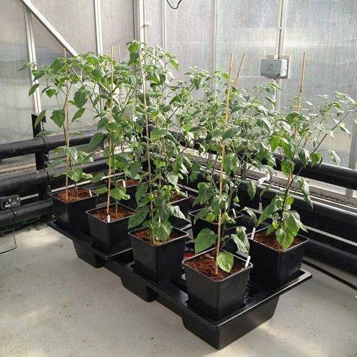 System hydroponiczny na 10 roślin / donice 6L Wilma Small Wide 120x60x20cm / 85L