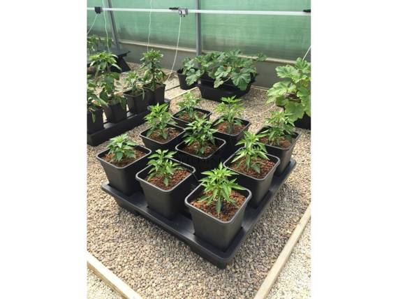 System hydroponiczny na 10 roślin / donice 6L Wilma Small Wide 120x60x20cm / 85L
