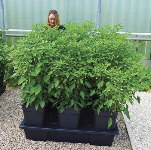 System hydroponiczny na 4 rośliny / donice 11L lub 18L WILMA Large 75x75xH21cm / 50L